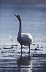 A Whooper Swan drinking water