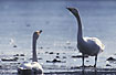 Two Whooper Swans