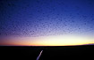 A large flock of Barnacle geese flying to roost