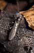 Adult female of the stonefly species Capnia bifrons