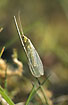 A green lacewing on a straw