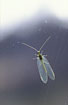 Green lacewing on the inside of a window