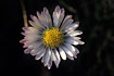 Flower of a Daisy