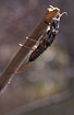 Exuvia of the stonefly Perlodes microcephala