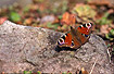 Photo ofPeacock Butterfly (Inachis io). Photographer: 