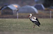 White Stork with a colorring on its left leg (could originate from a reintroduction progamme)