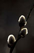 Photo ofGrey Willow (Salix cinerea). Photographer: 