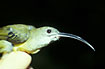 Close-up of a Little Spiderhunter (photographed during bird ringing)