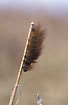 Hairy caterpillar (unidentified)