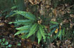 Photo ofHard-fern (Blechnum spicant). Photographer: 