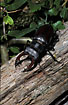 Photo ofStagbeetle (Lucanus cervus). Photographer: 