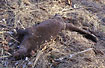 Road killed Otter