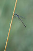Photo ofEmerald Damselfly (Lestes sponsa). Photographer: 