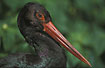 Foto af Sort Stork (Ciconia nigra). Fotograf: 