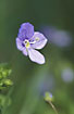 Flower of a Common Field-speedwell