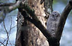 Newly fledged tawny owl