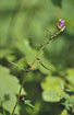 Photo ofCoralroot (Cardamine bulbifera (Dentaria bulbifera)). Photographer: 