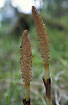 Photo ofGreat Horsetail (Equisetum telmateia). Photographer: 
