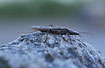 Adult stonefly