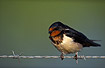Barn Swallow resting on a wire