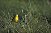 Yellow Wagtail on a meadow