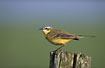 Yellow Wagtail on a fence post