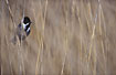 Reed Bunting in reedbed - male
