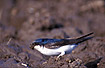 House Martin gathering mud for its nest