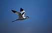 Foto af Klyde (Recurvirostra avosetta). Fotograf: 