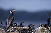Colony of Great Cormorants