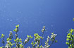 Photo ofEared Willow (Salix aurita). Photographer: 