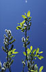 Foto af ret Pil (Salix aurita). Fotograf: 