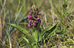 Photo ofEarly Marsh-orchid (Dactylorhiza incarnata ssp. incarnata). Photographer: 