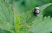 The bug Tritomegas bicolor on a White Dead-nettle (Lamium album)
