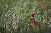Male Common Pheasant