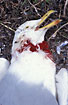 Herring Gull killed by a fox (Vulpes vulpes)