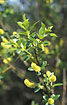 Photo ofBay Willow (Salix pentandra). Photographer: 