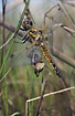 Newly merged Four-spotted Chaser