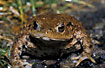 Photo ofCommon Toad (Bufo bufo). Photographer: 