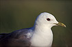 Close-up of a Common Gull