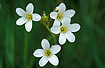 Flowering Meadow Saxifrage