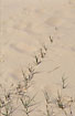 Photo ofSand Sedge (Carex arenaria). Photographer: 