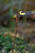Photo ofLesser Bladderwort (Utricularia minor). Photographer: 
