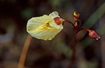 Flower of the carnivorous plant Lesser Bladderwort