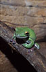Photo ofEmerald Tree Frog (Litoria infrafrenatus). Photographer: 