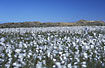 A sea of cottongrass