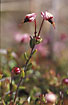 Flowering Cranberry