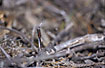 Photo ofWhite-faced Darter (Leucorrhinia dubia). Photographer: 