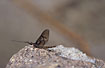 The large mayfly Ephemera vulgata - male