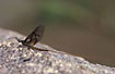 The large mayfly Ephemera vulgata - male